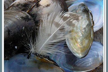 Jesienne spacery obfitują nie tylko w widoki morza... #muszelki #piórka #NaPlaży #NadMorzem