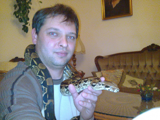 wąz boa constrictor dusiciel