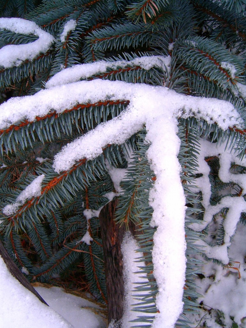Gałązki zimą #zima #mróz #snieg #śnieg #listopad #zaspy #macro #drzewa #przyroda #natura #gałęzie #szron #zimno #biel