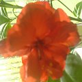 hibiscus czerwony półpełny
