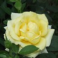 Róża #róża #kwiat #żółta #kremowa #roślina