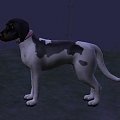 zwierzaki z gry the sims 2 zwierzaki #zwierzaki #psy #TheSims2 #coonhound