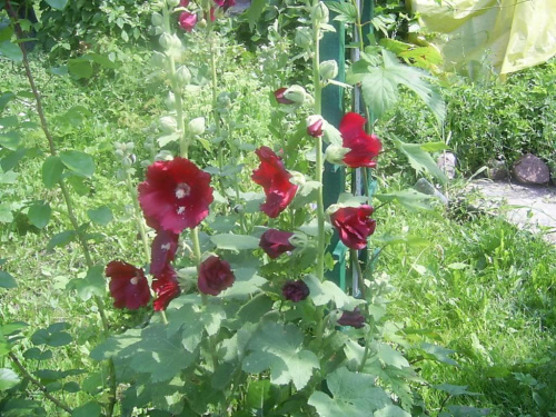 malwy 15 lipca 2007