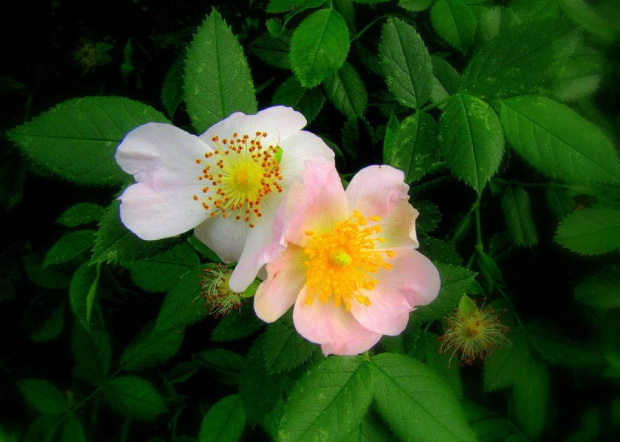kwiatek dzikiej róży