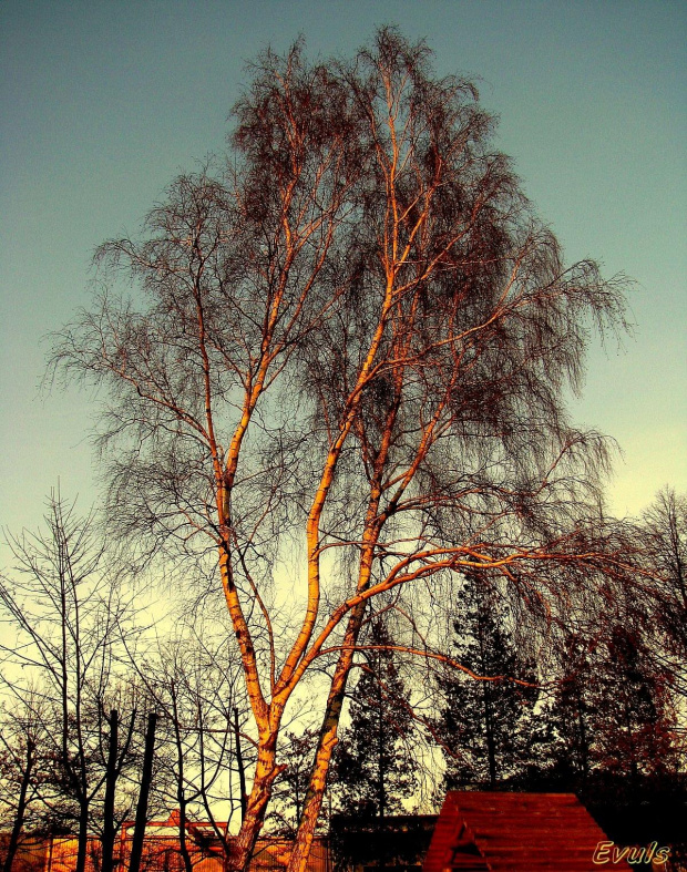 Zimowe Brzozy #jesień #grudzień #drzewa