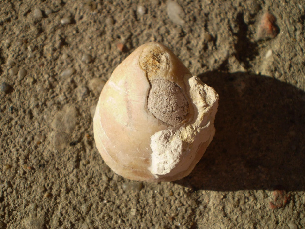 Jakiś ramienionóg z rzędu Terebratulida , może Juralina sp. Długość okazu - 2,3 cm . Wiek : górna jura ( oksford – kimeryd ) . Data znalezienia : 11.09.2004 . Podarunek . Miejsce znalezienia : kamieniołom Wysoka .