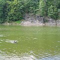 jezioro Leśniańskie potocznie nazywane Czocha #pies #psy #zwierzęta #góry #wycieczki
