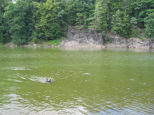 jezioro Leśniańskie potocznie nazywane Czocha #pies #psy #zwierzęta #góry #wycieczki