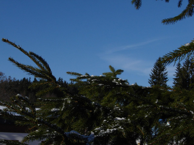 czeskie niebo :) #drzewo #niebo #zima