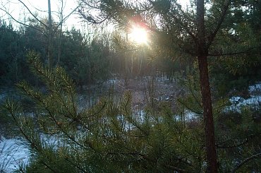 #DRZEWA #LAS #SŁOŃCE #ŚNIEG #ZABAWAŚWIATŁEM #ZIMA