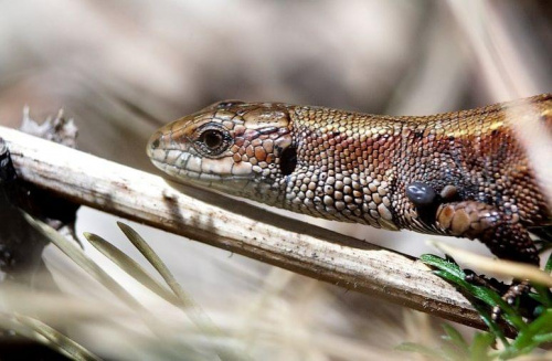 Jaszczurka żyworodna - Lacerta vivipara