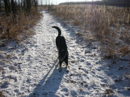 w zimowej scenerii #pies #psy #zwierzęta