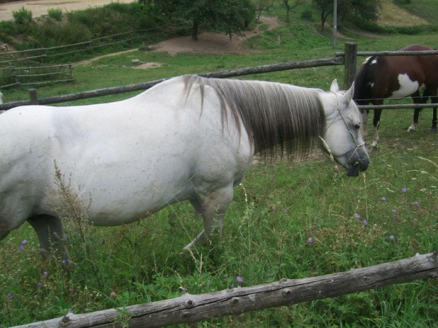 konie,jeż,wiewiórka