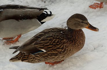 Nad Czarną Hańczą #kaczka #kaczki #kaczor #ptak #ptaki #zima #rzeka #Suwałki #CzarnaHańcza