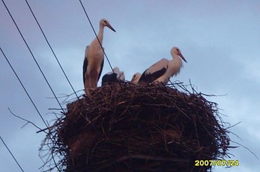 jestesmy urratooooooowaniii #bociany