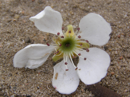 Kwiat, na piasku. #Kwiat #piasek #plaża