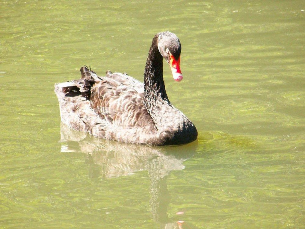 oliwskie zoo #zwierzęta