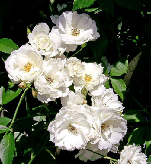 Róże w moim ogrodzie #kwiaty #róże #przyroda #ogrod
