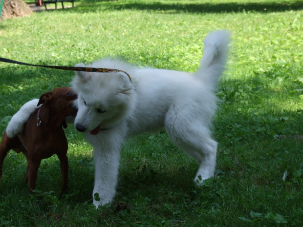 #samoyed