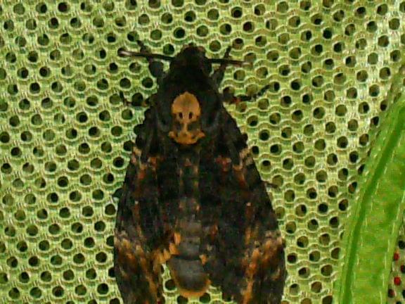 Acherontia atropos