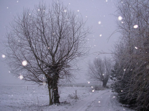 zdjęcie robiłam gdy padał snieg,włączyłam flesz-światełko oświetliło płatki sniegu>>>> #zima