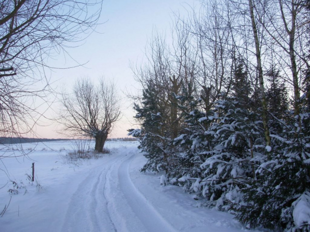 w dali wierzba poska IWA-niestety giną te drzewa #zima