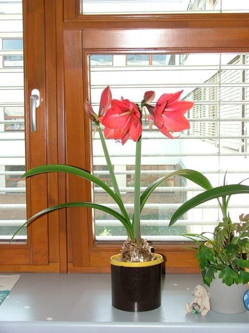 odmiana 'Hercules' - 28 kwietnia 2007 #amarylis #Hercules #Hippeastrum #hydroponika