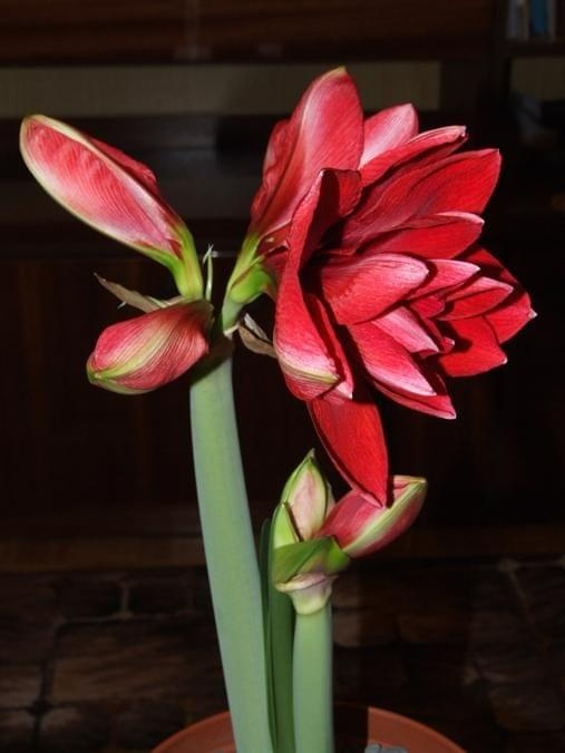 odmiana 'Double Dragon' - 25 stycznia 2009 #amarylis #DoubleDragon #Hippeastrum #hydroponika