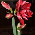 odmiana 'Double Dragon' - 25 stycznia 2009 #amarylis #DoubleDragon #Hippeastrum #hydroponika