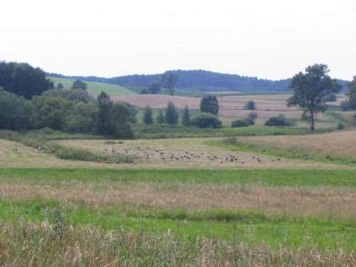 a żurawie obradują dalej