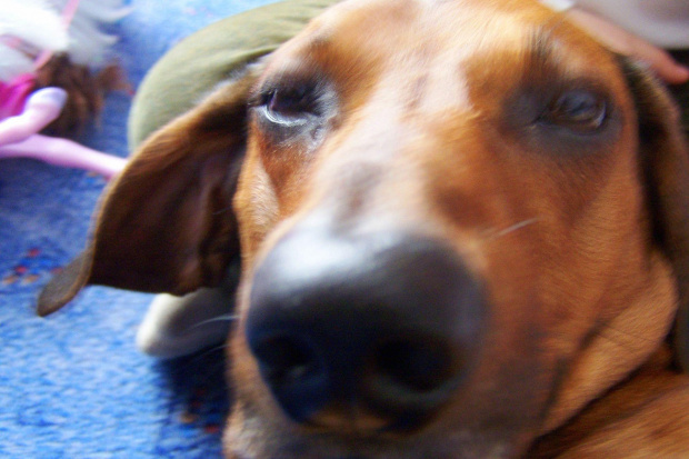 mam nosa na ciebie #jamnik #pies