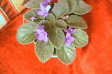 fiołek afrykański - sępolia,
saintpaulia #fiołek #KwiatyDoniczkowe #KwitnaceKwiatyDoniczkowe #sępolia