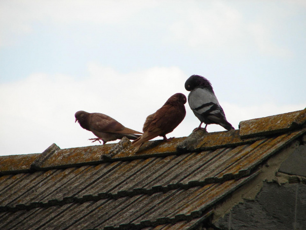 Gołębie na dachu #ptaki #gołębie