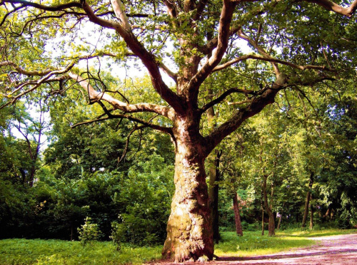 Tree of Life #drzewa