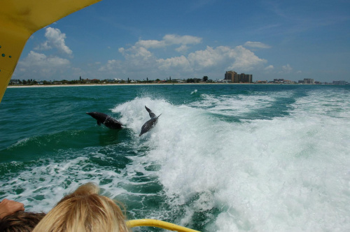 delfiny w Clearwater - Floryda #usa #wycieczka