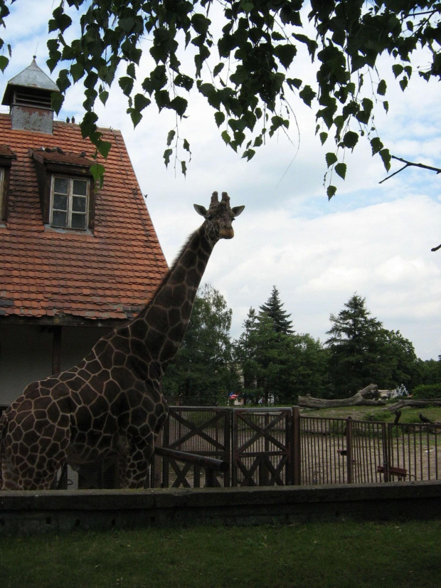 żyrafa w wrocławskim zoo :)