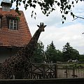 żyrafa w wrocławskim zoo :)