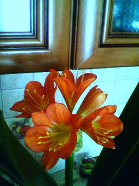 Kwiatek mojej teściowej z bliska ;) #Kwiatek