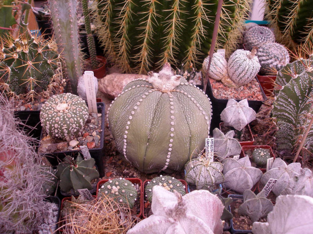 bardzo stary astrophytum asterias #kaktus #kwiat #meksyk #astrophytum