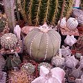 bardzo stary astrophytum asterias #kaktus #kwiat #meksyk #astrophytum