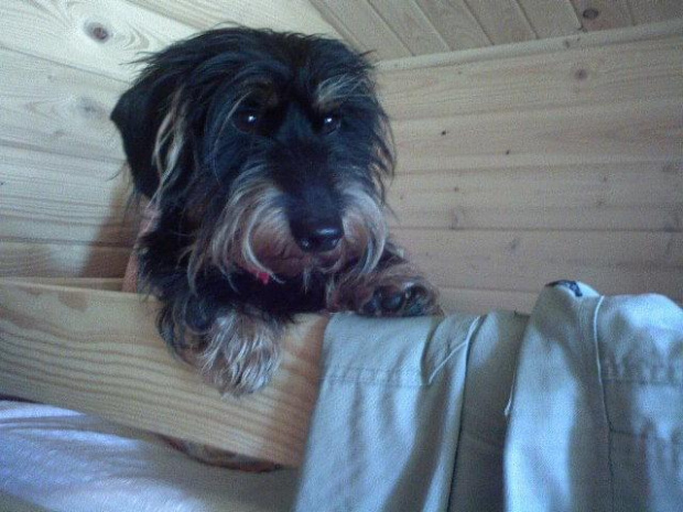 DAs is meine hund xd MOj pies Remis xd