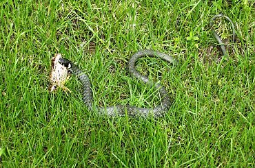 Naked lunch #zaskroniec