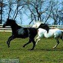 #zwierzęta #konie