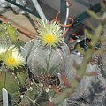 Astrophytum myriostigma