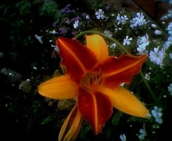 Frans Hals kwiat 3 #skalniak #liliowce #ogród #rabata #kwiaty #KwiatyOgrodowe