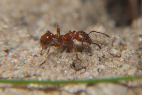 Mrówka 4