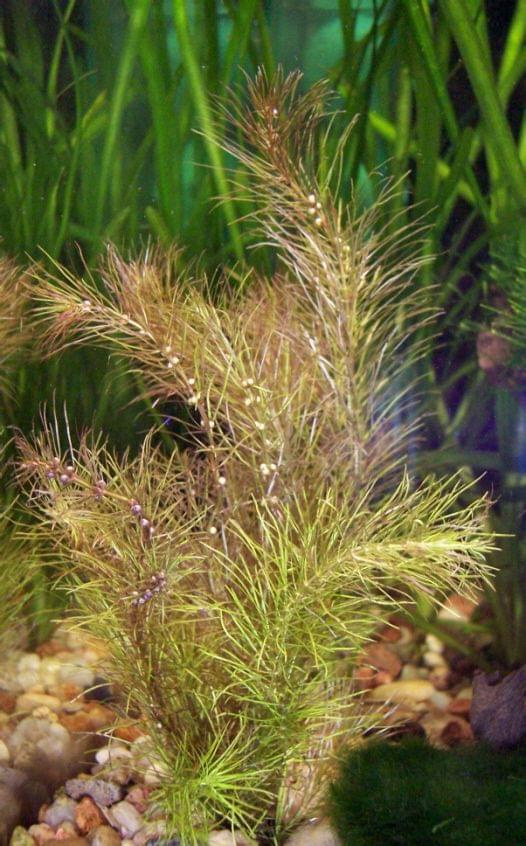 rotala wallichii