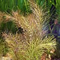 rotala wallichii