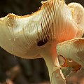grzyb #grzyb #przyroda #natura #zwierzęta #makro #las #makrofotografia