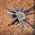 H.lividum